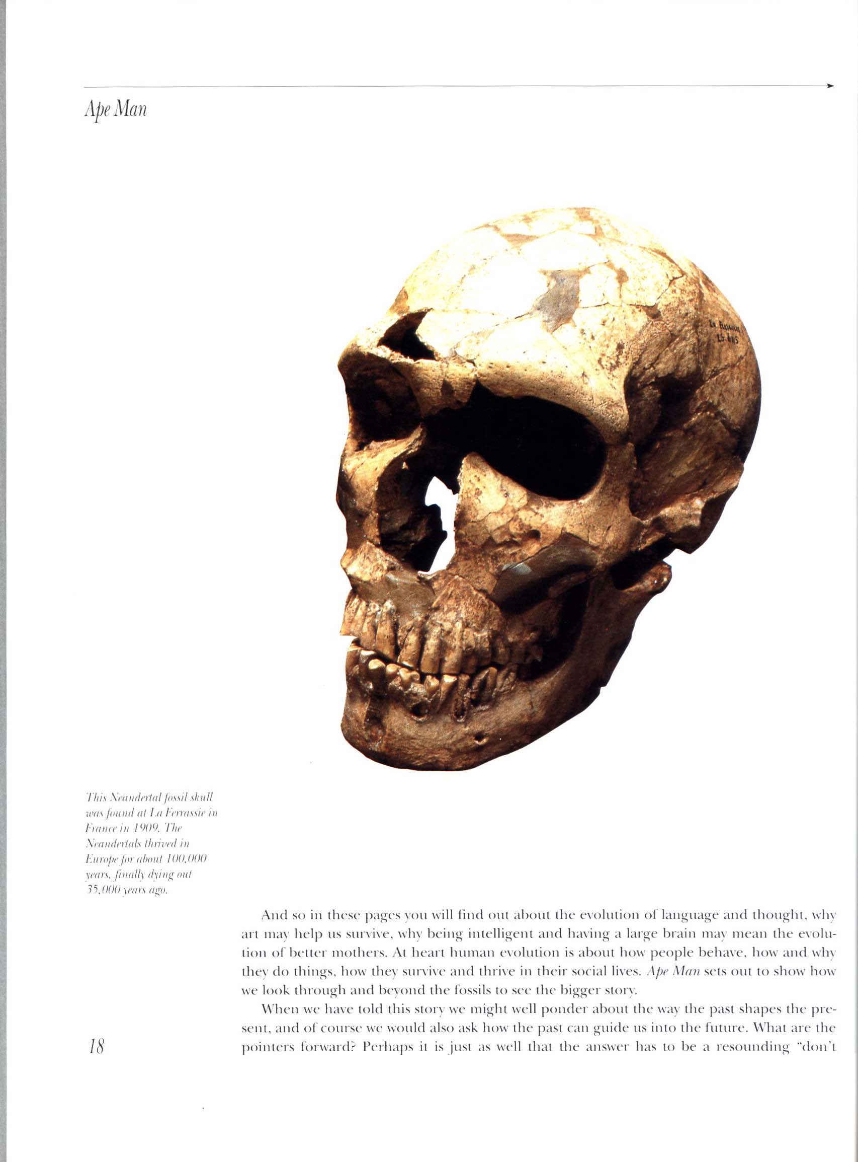 APE MAN: the story of human evolution. macm8533f